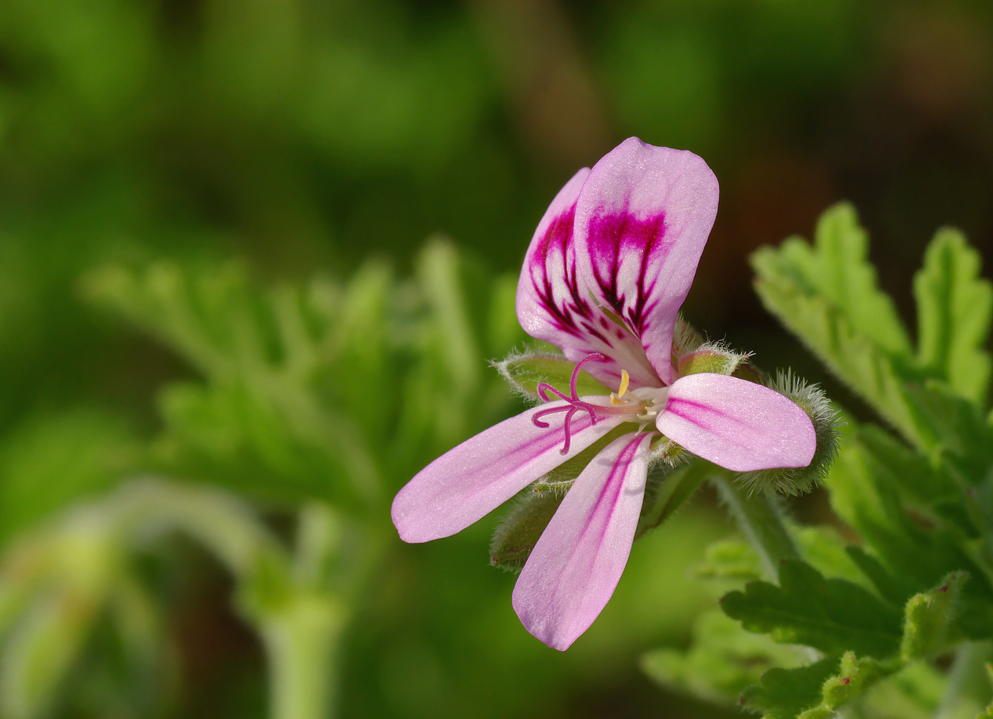 Pelargonium asperum